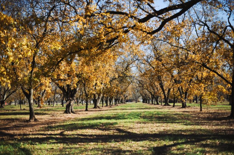 Lane Orchards